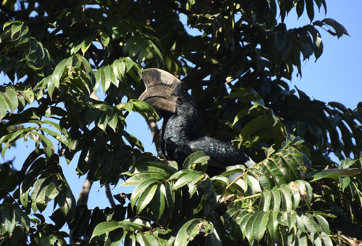 Black-and-white-casqued Hornbill - ML640861428