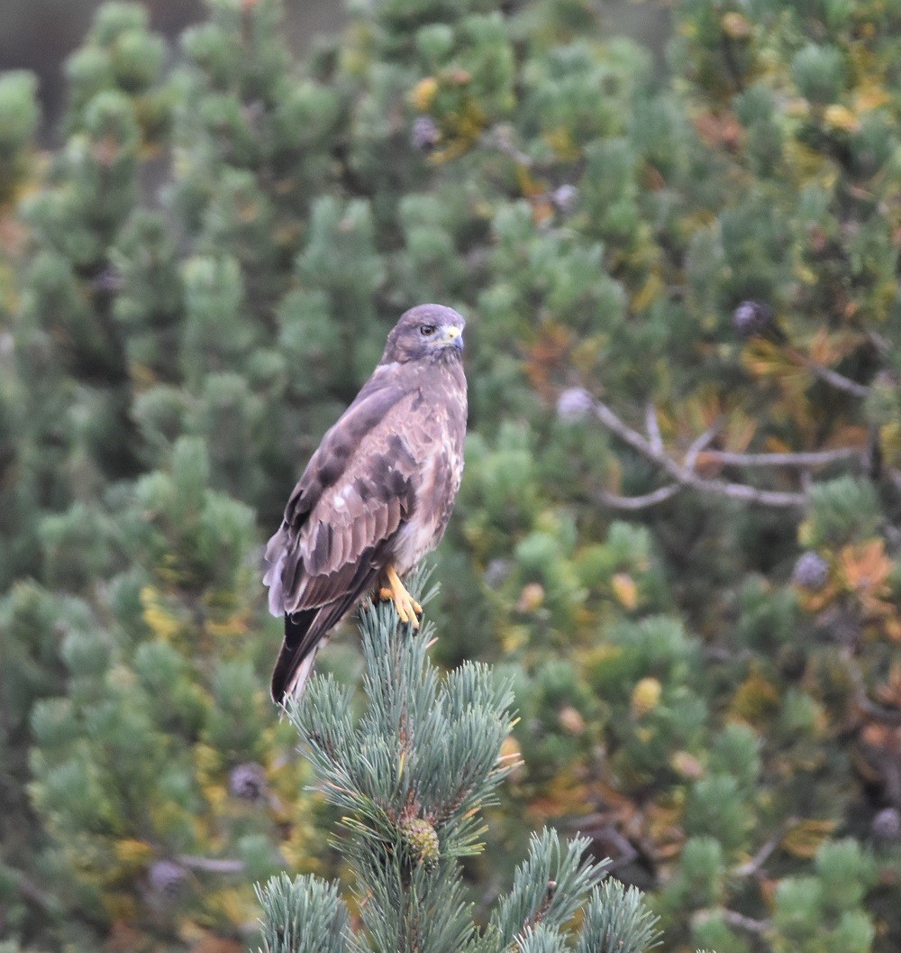 Ойн сар - ML640861437