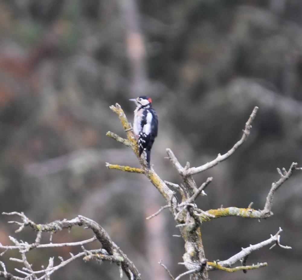 Алаг тоншуул - ML640861439