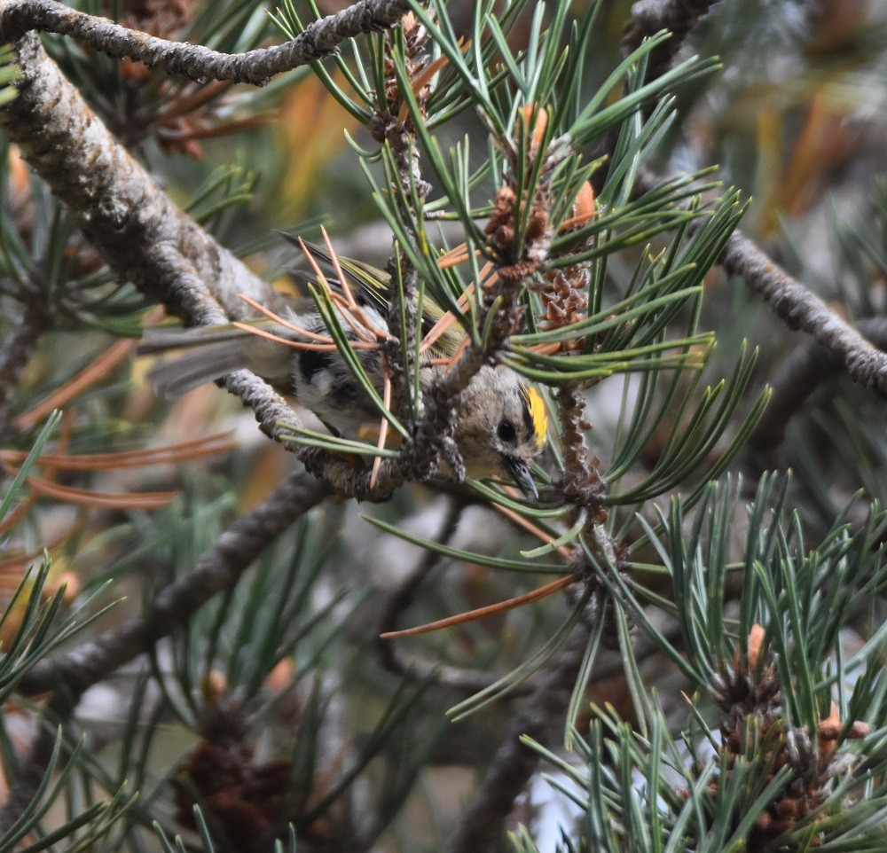 Шар мэлзэн задуулай - ML640861443