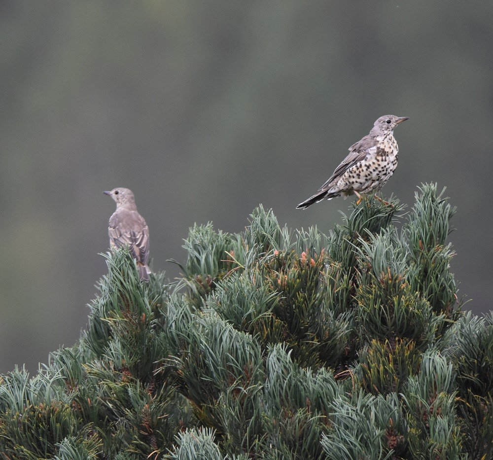 Бужмаг хөөндэй - ML640861448