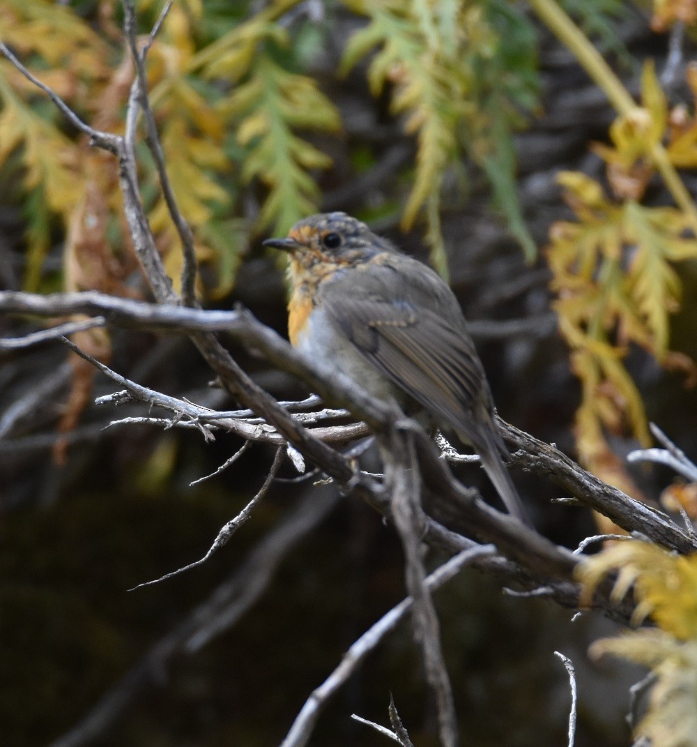 Өрнийн зээрд омруут - ML640861451