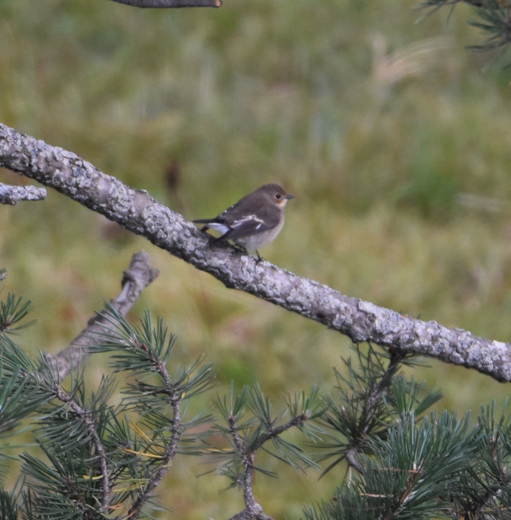 Алаг намнаа - ML640861459