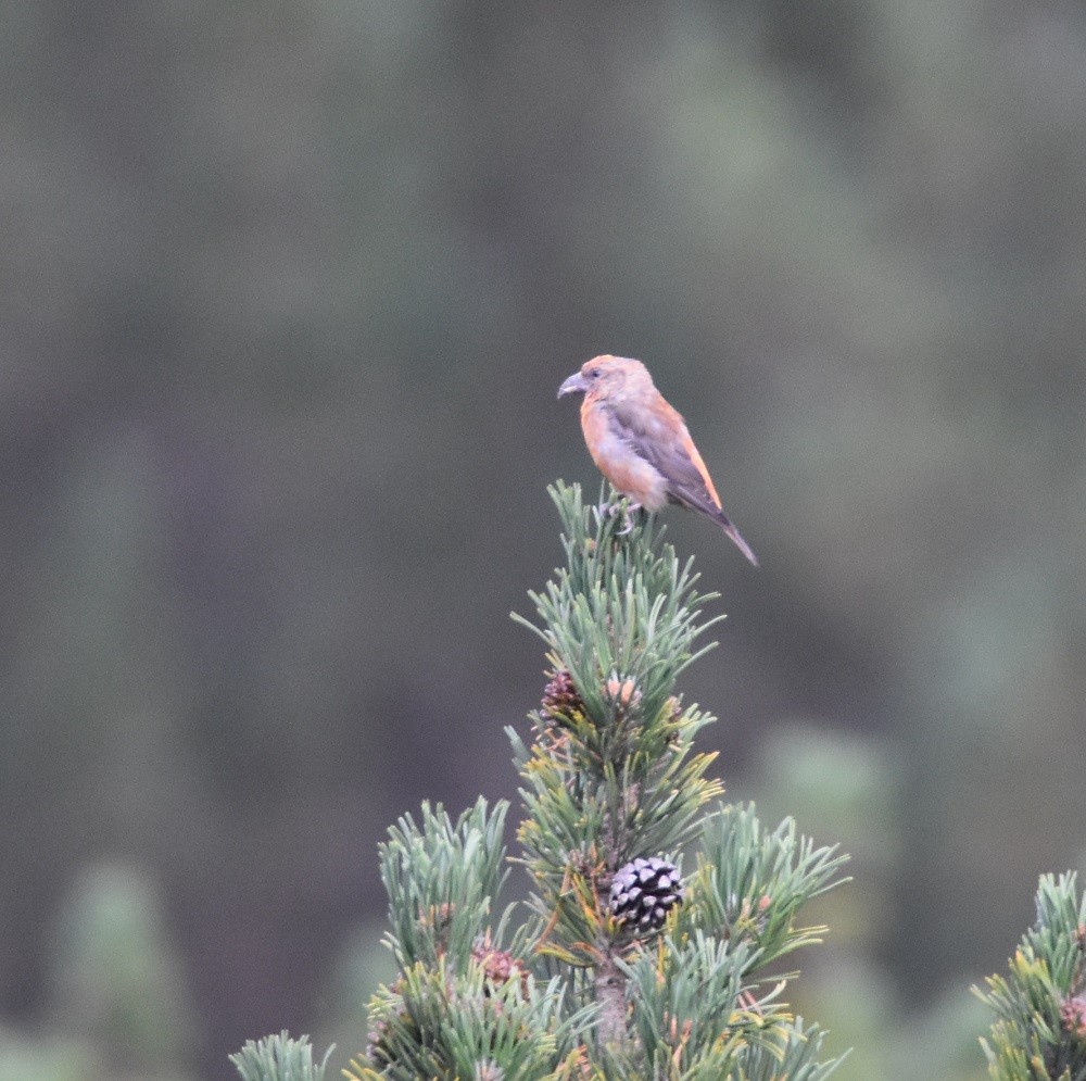 Гацуурын солбин хошуут - ML640861467