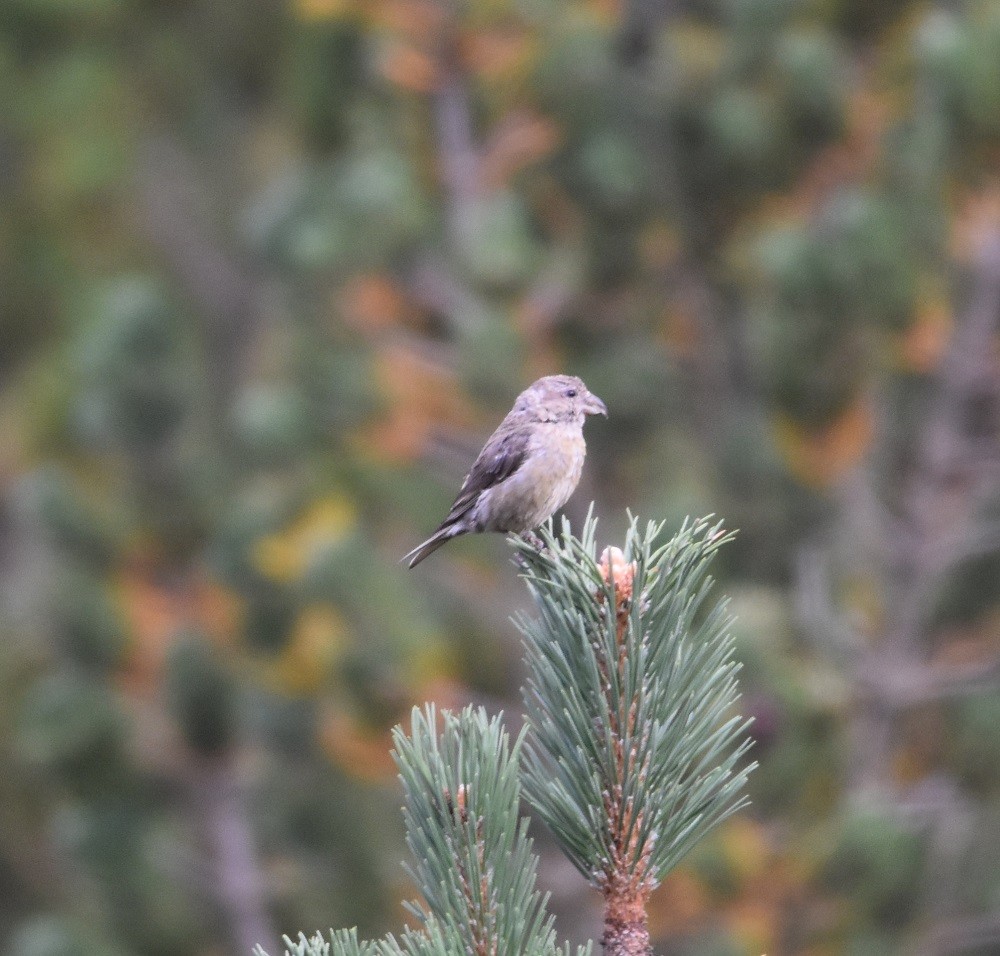 Гацуурын солбин хошуут - ML640861473