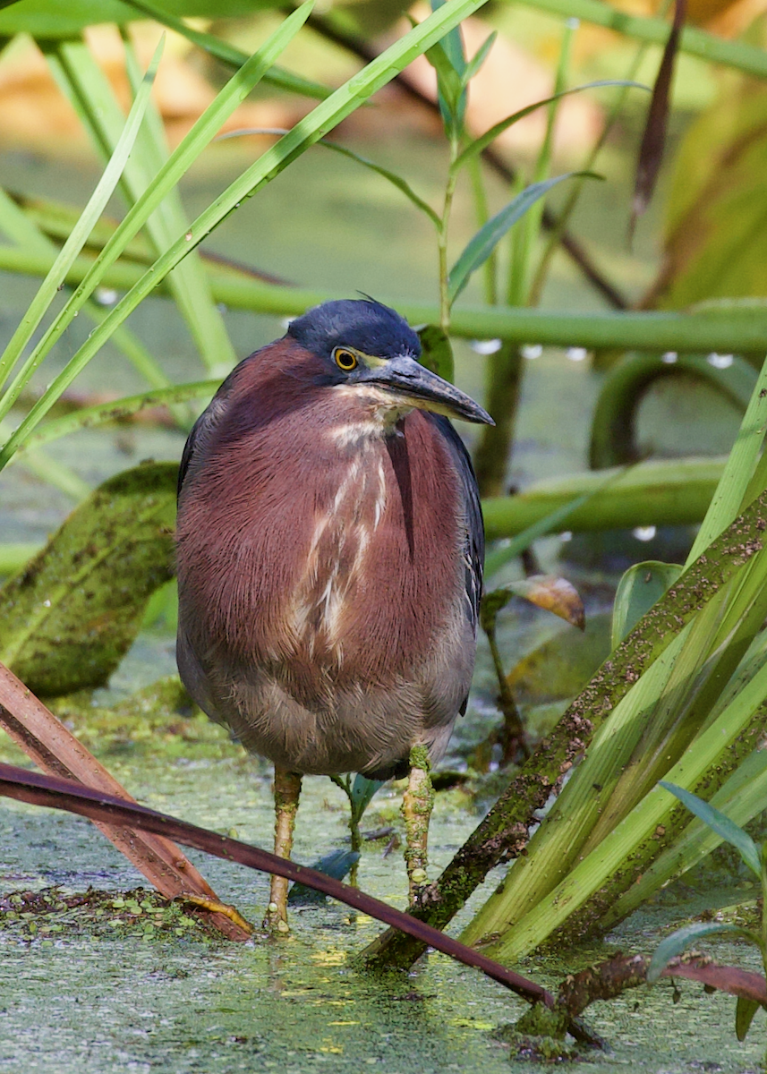 Green Heron - ML640861476