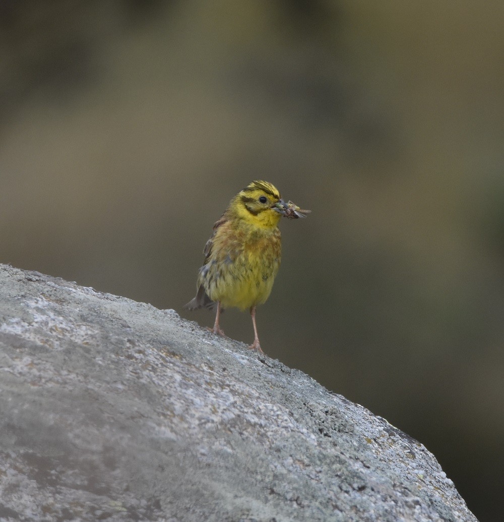 Алтан хөмрөг - ML640861477