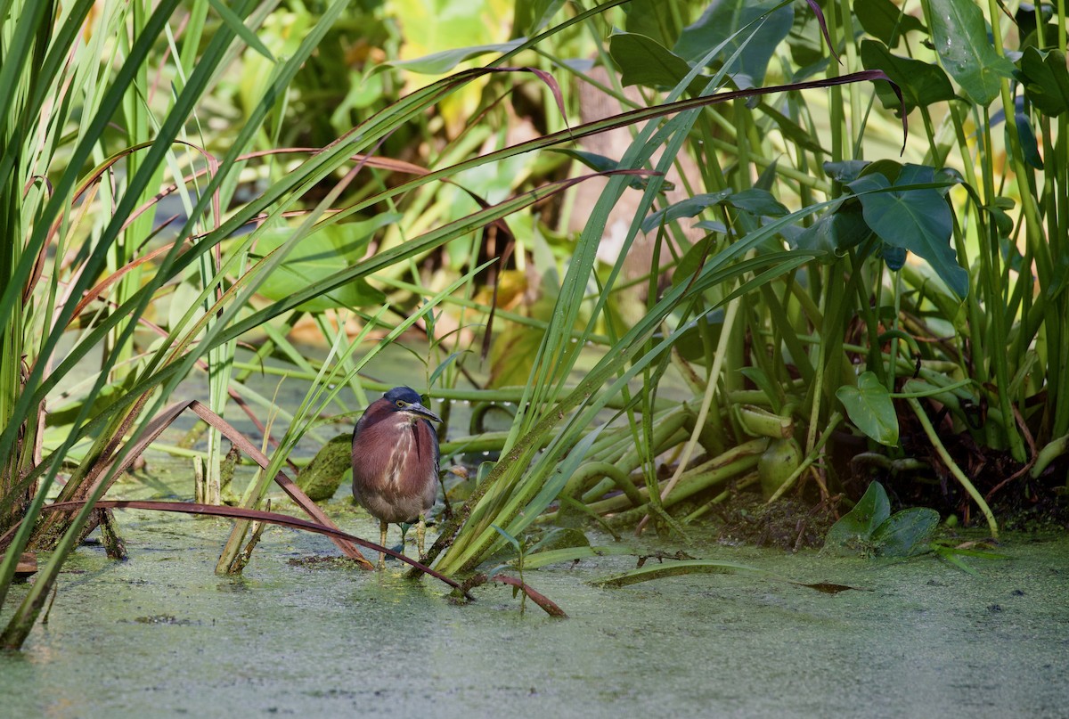 Green Heron - ML640861480
