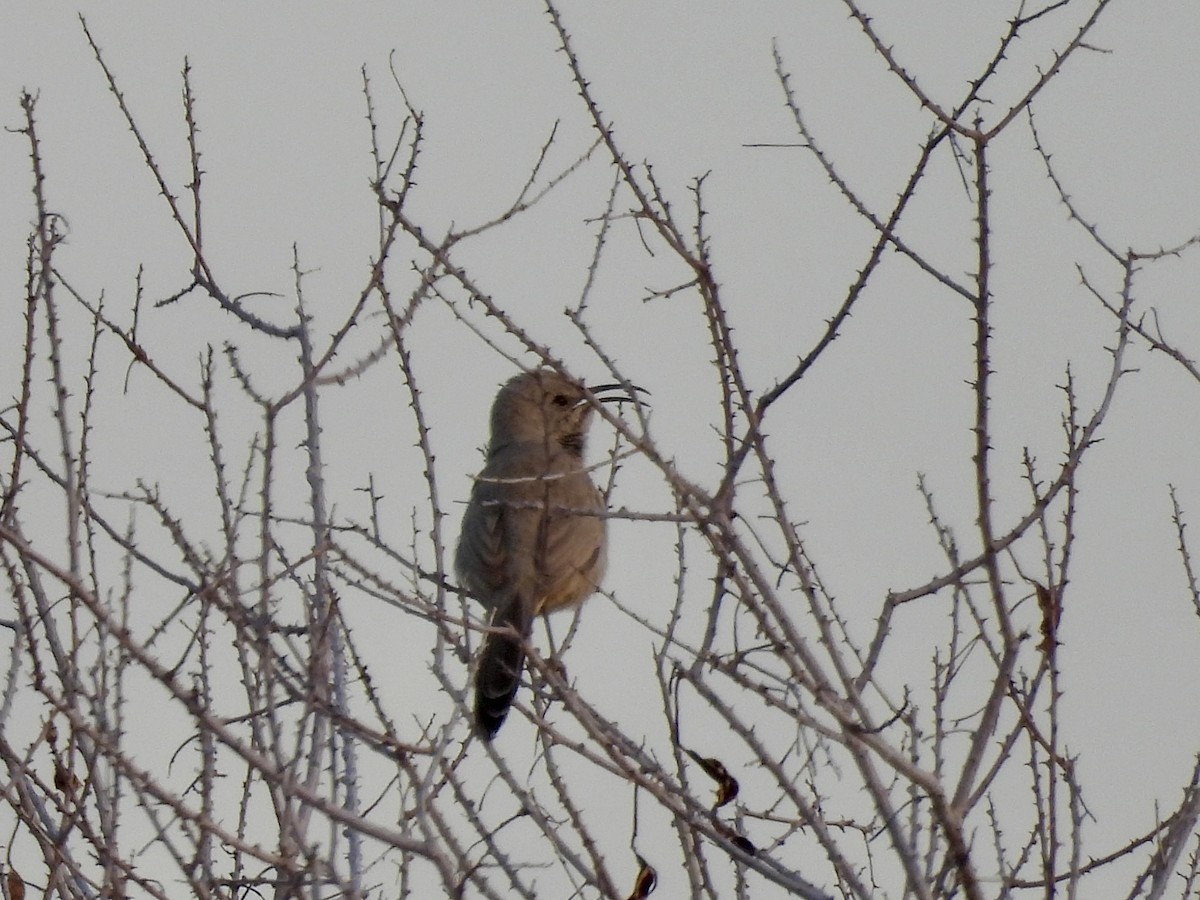 LeConte's Thrasher - ML640861493