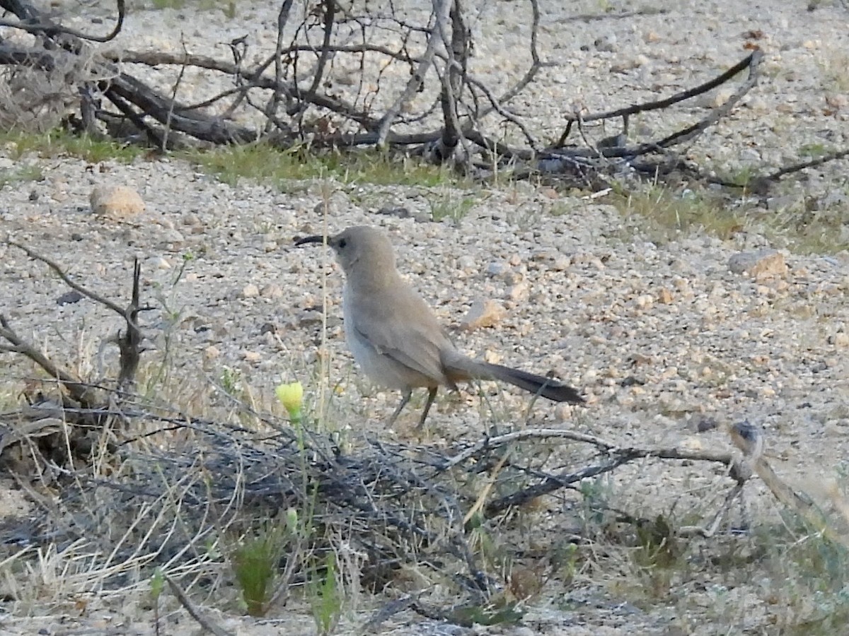 LeConte's Thrasher - ML640861494