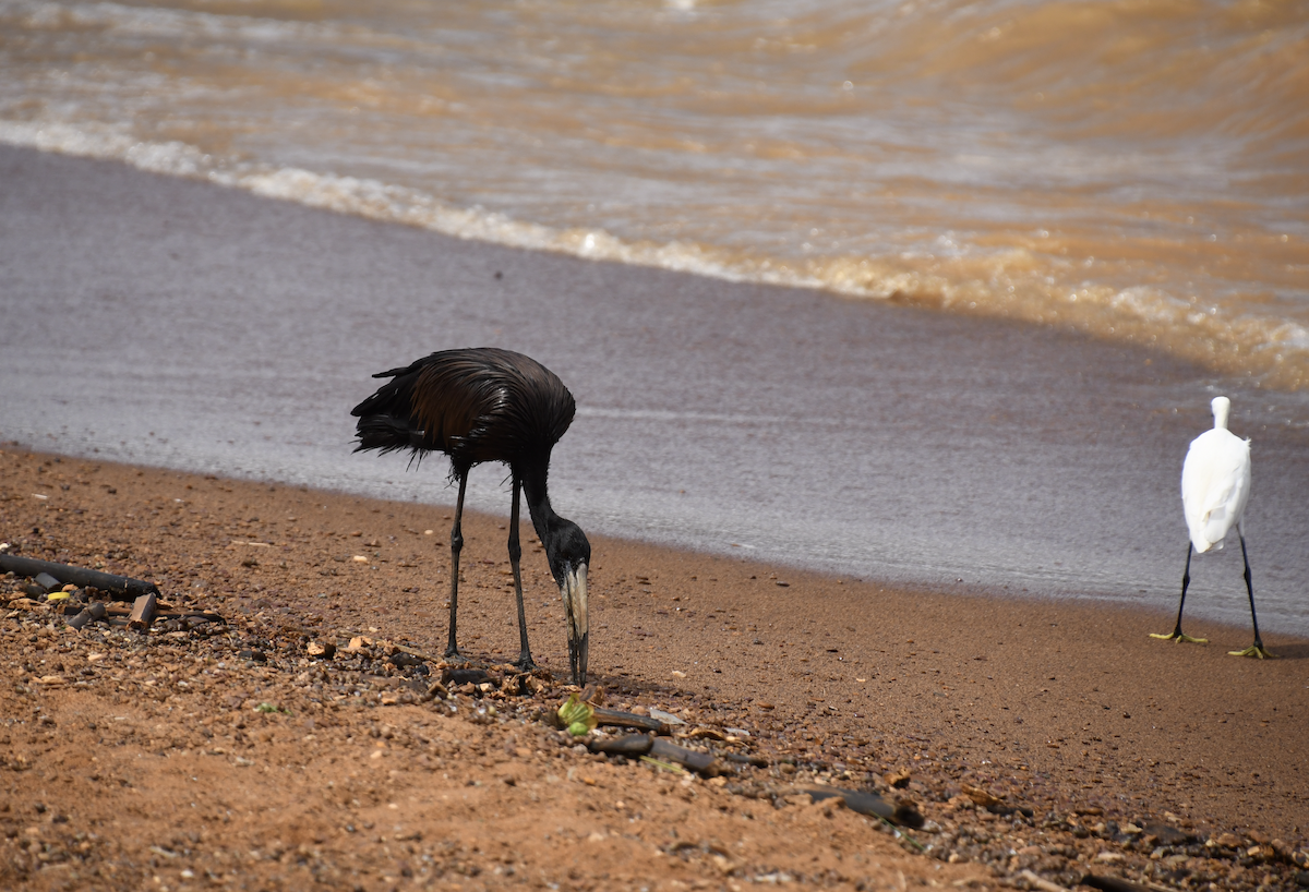 African Openbill - ML640861508