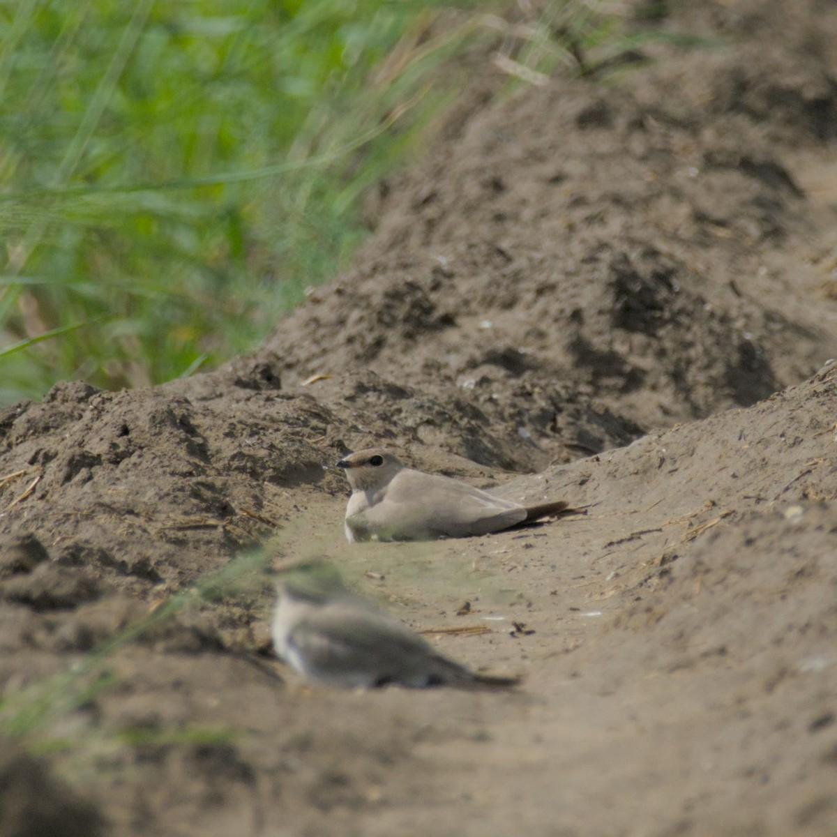 Small Pratincole - ML640861511