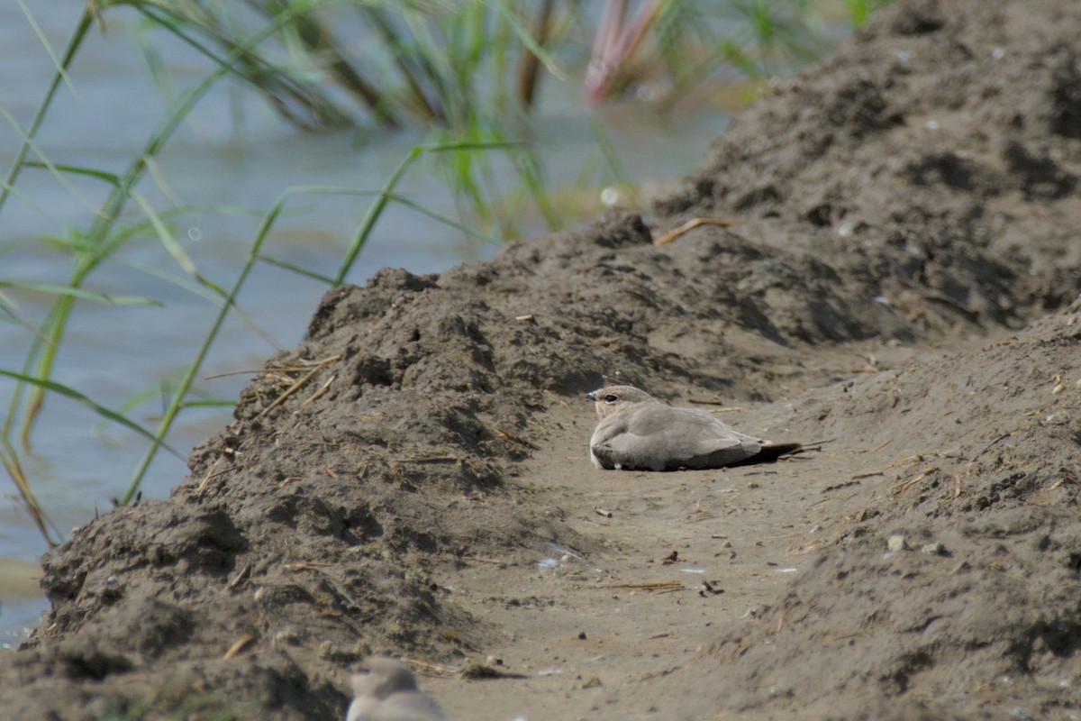 Small Pratincole - ML640861512
