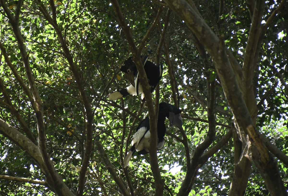 Black-and-white-casqued Hornbill - ML640861514