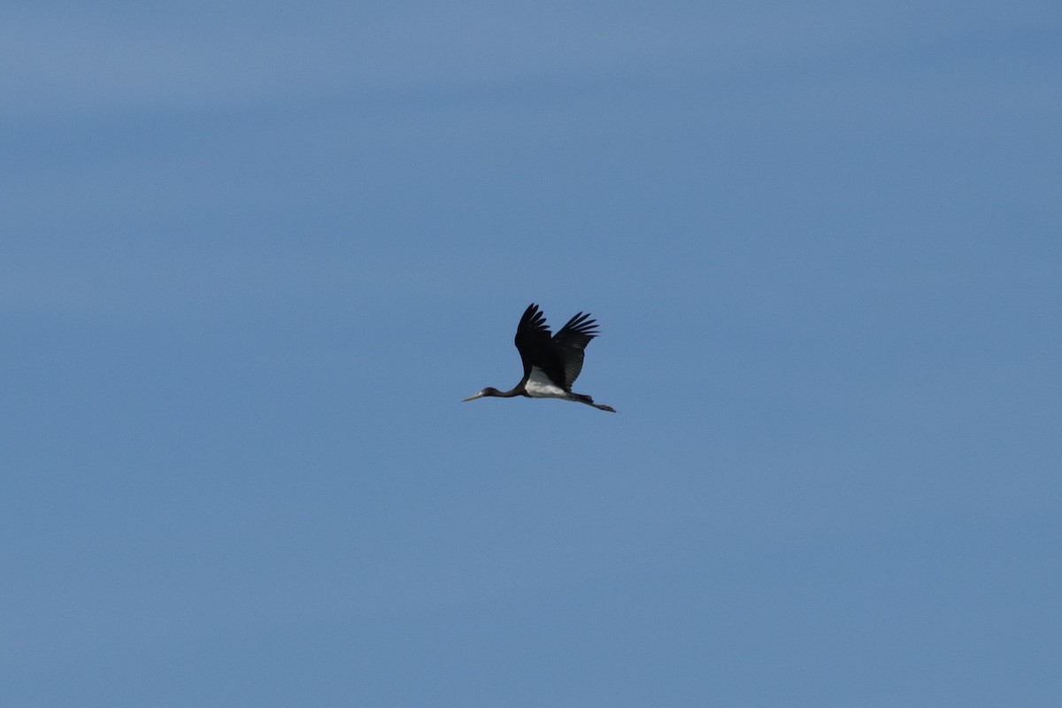svartstork - ML640861584