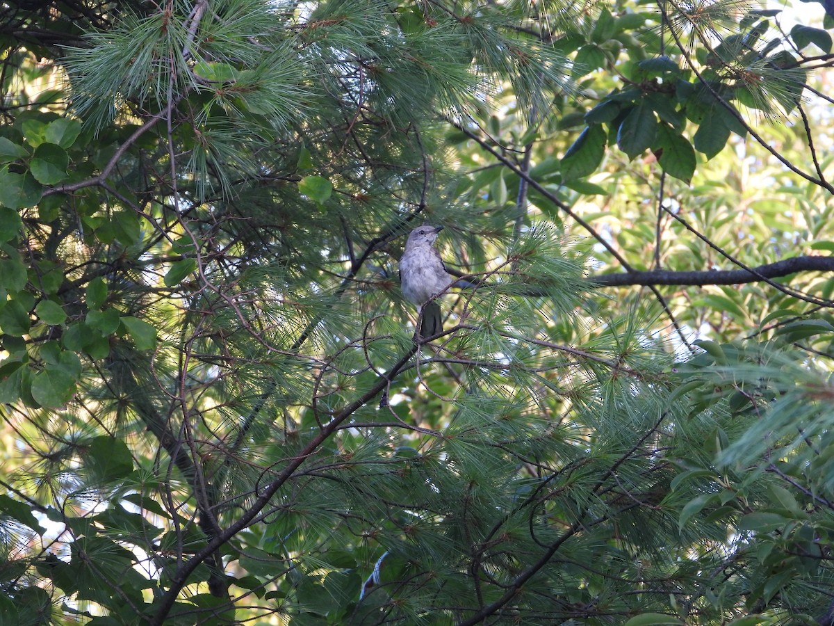 Northern Mockingbird - ML640861608