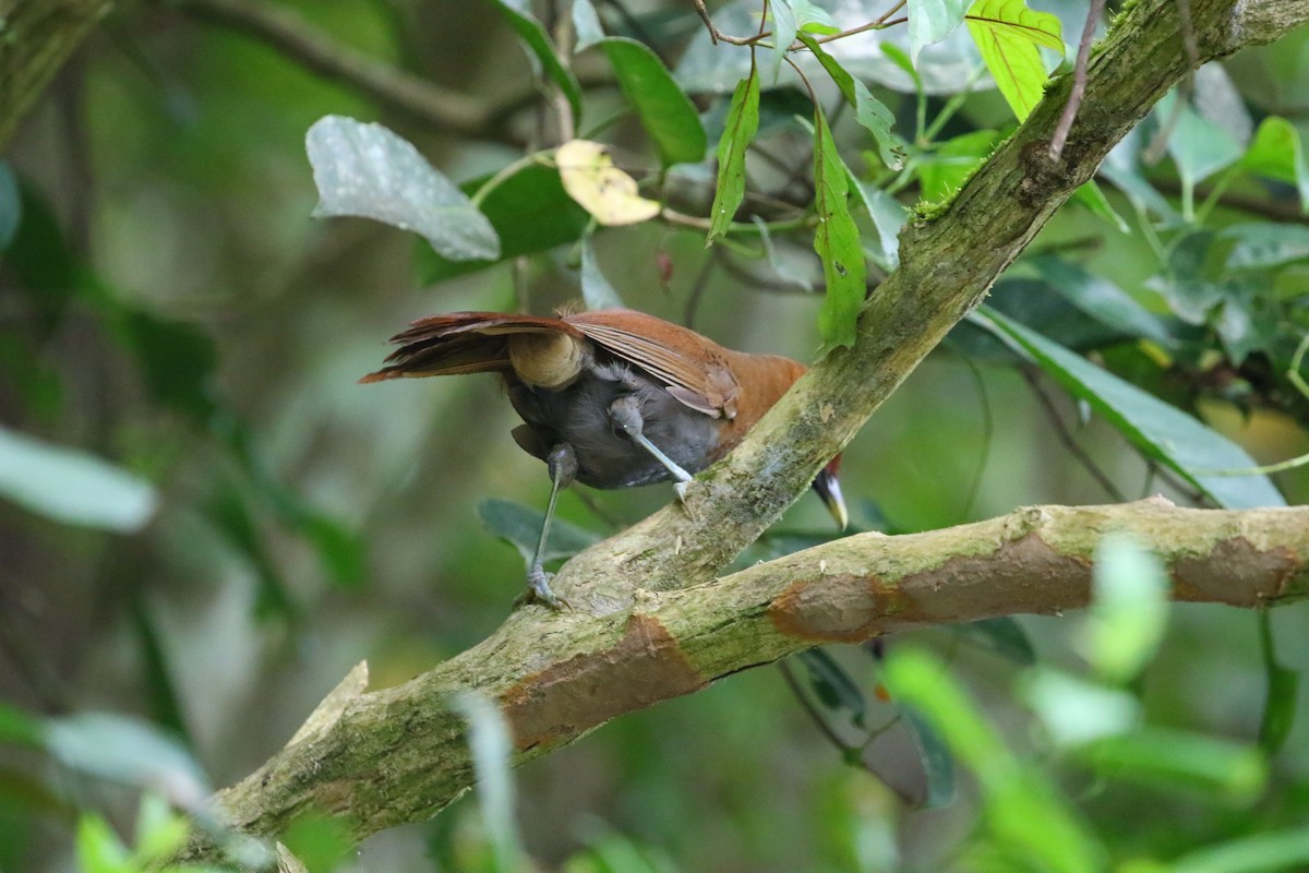 Rusty Laughingthrush - ML640861613