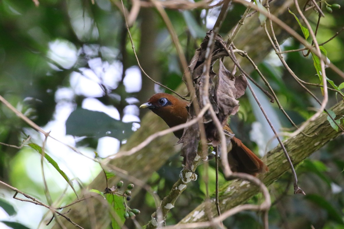 Rusty Laughingthrush - ML640861641