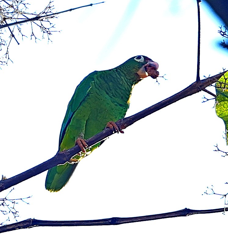 Puerto Rican Amazon - ML640861670