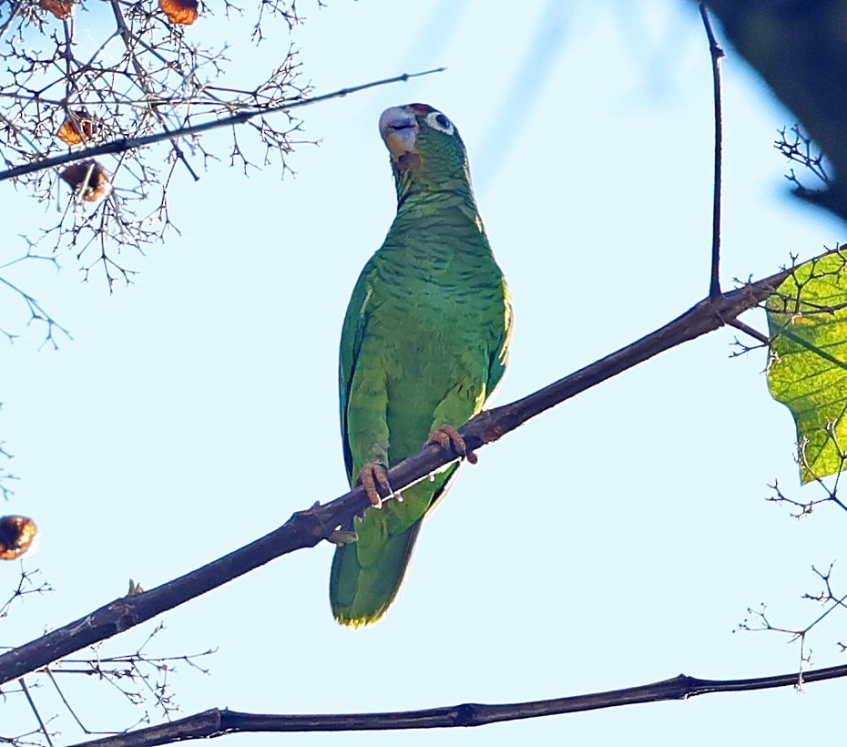 Puerto Rican Amazon - ML640861671