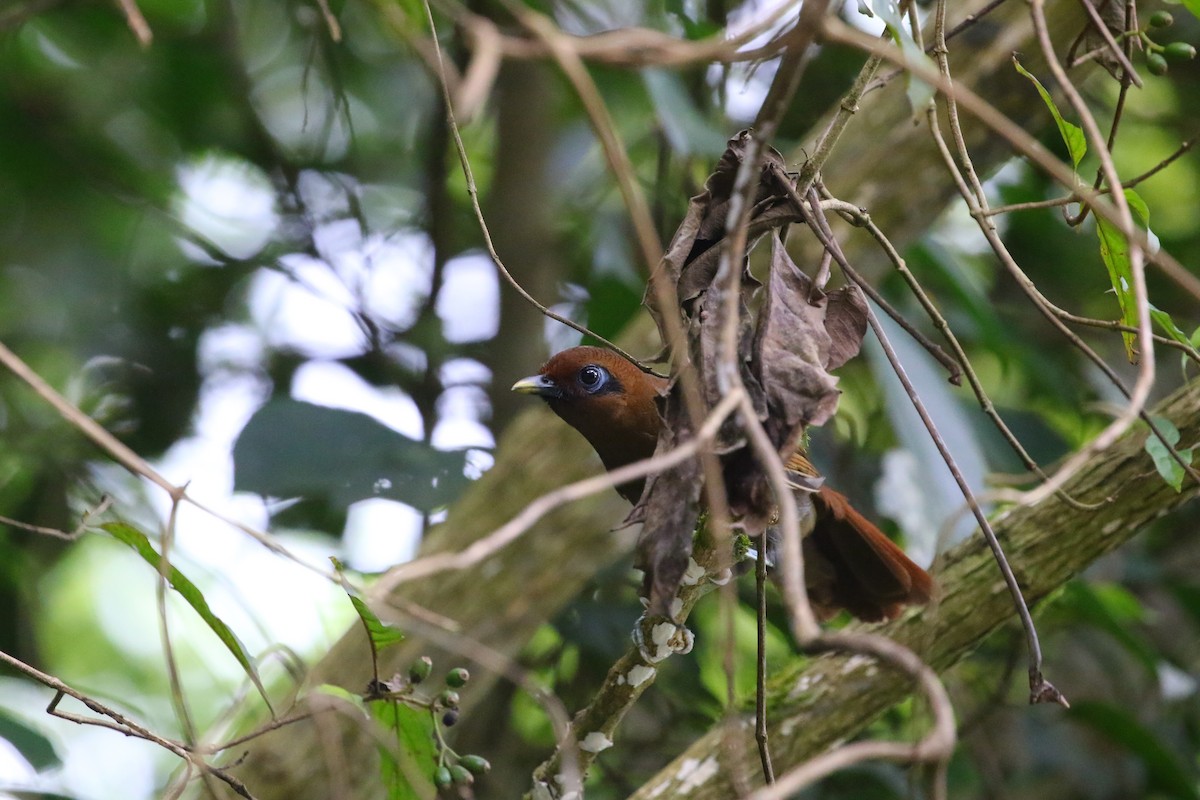 Rusty Laughingthrush - ML640861685