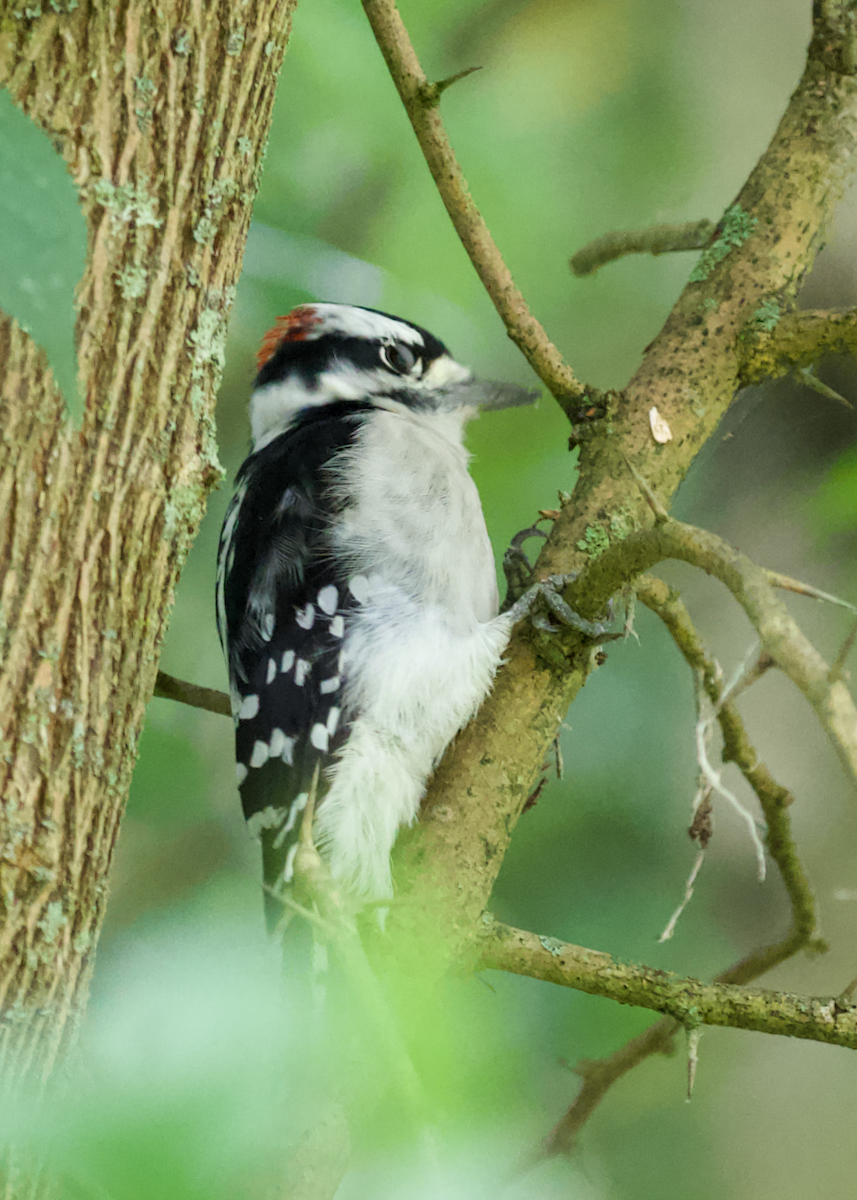 Downy Woodpecker - ML640861688