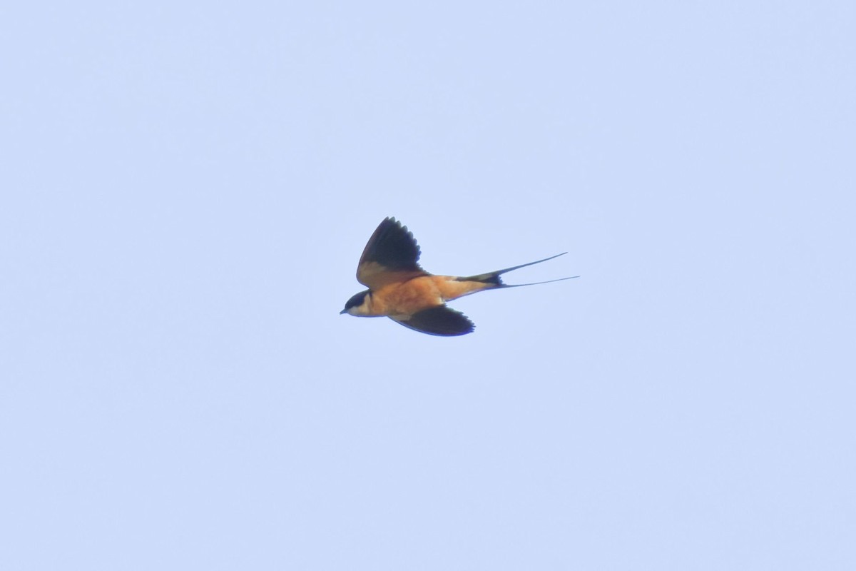 Rufous-chested Swallow - ML640861702