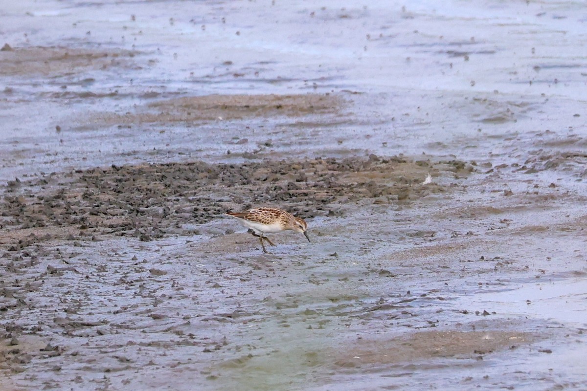 Least Sandpiper - ML640861712