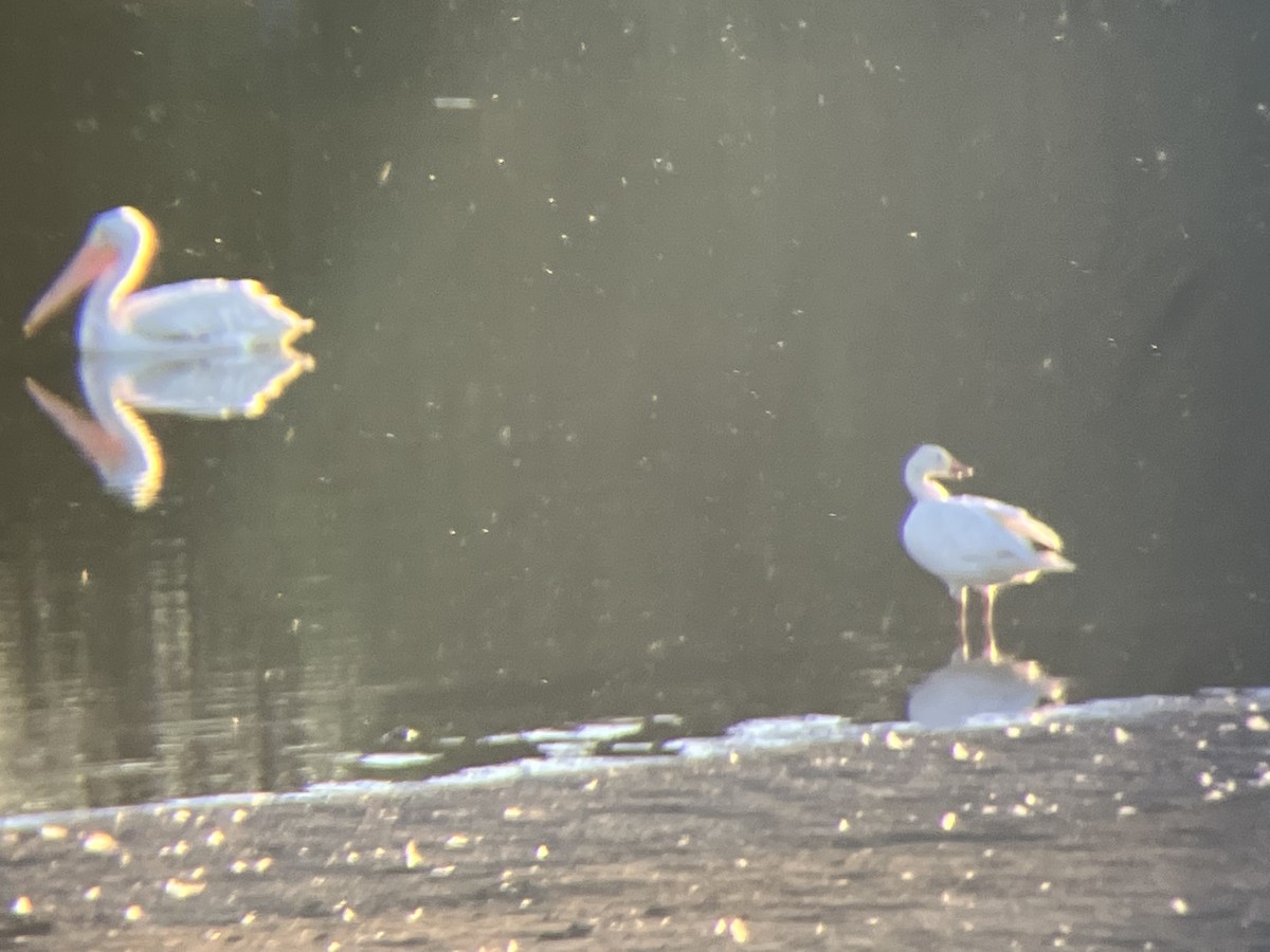 Snow Goose - ML640861716