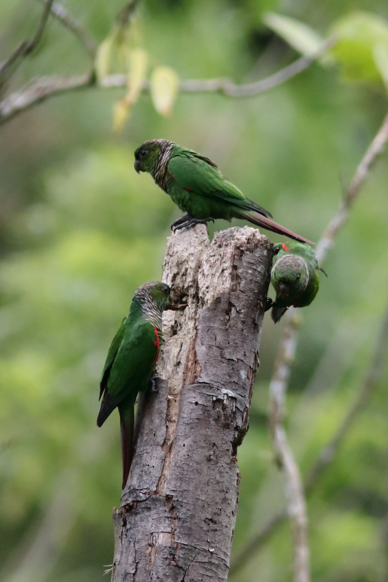 Maroon-tailed Parakeet (Choco) - ML640861726