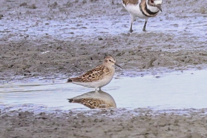 Least Sandpiper - ML640861785