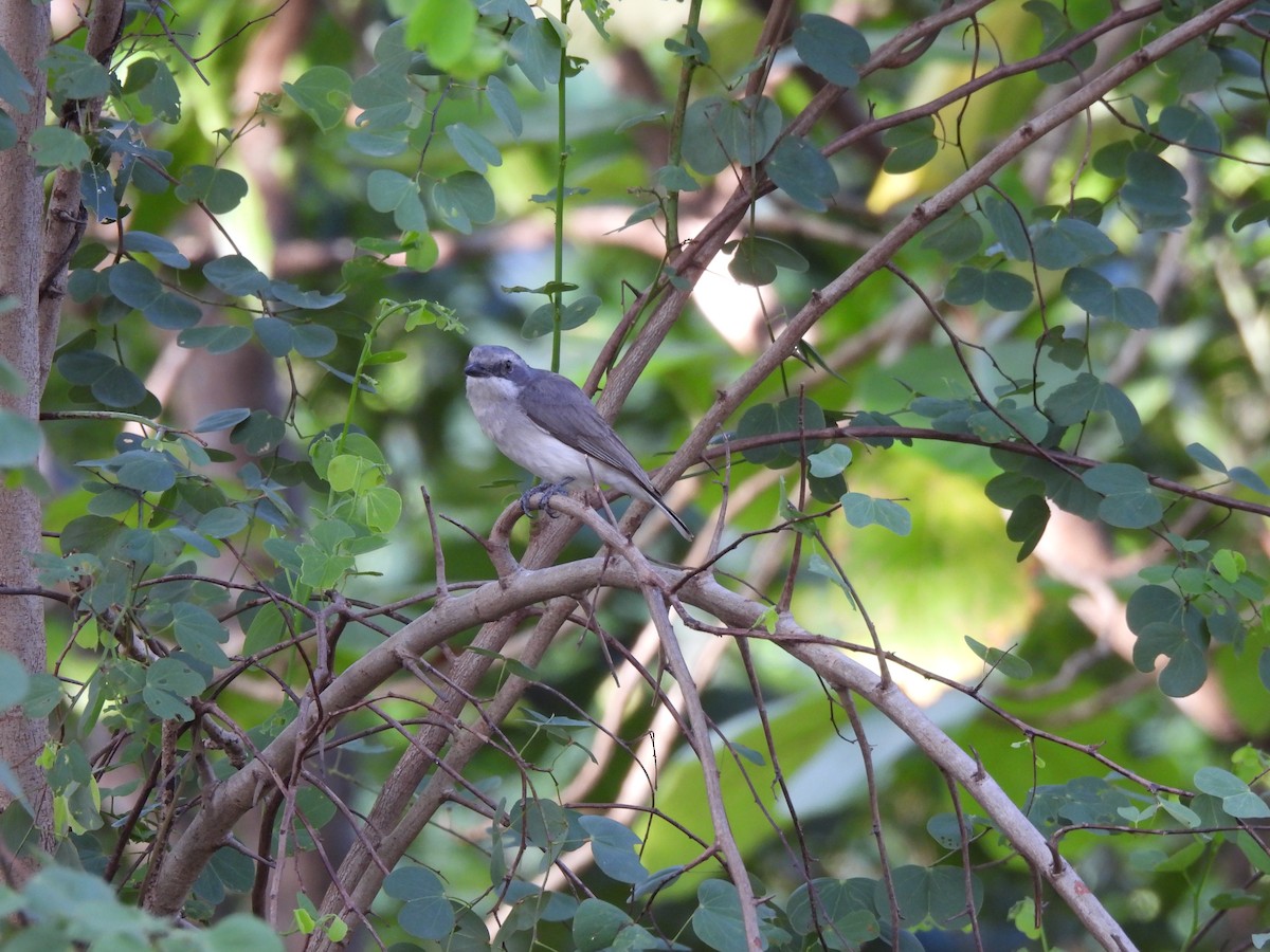 Sri Lanka Woodshrike - ML640861798