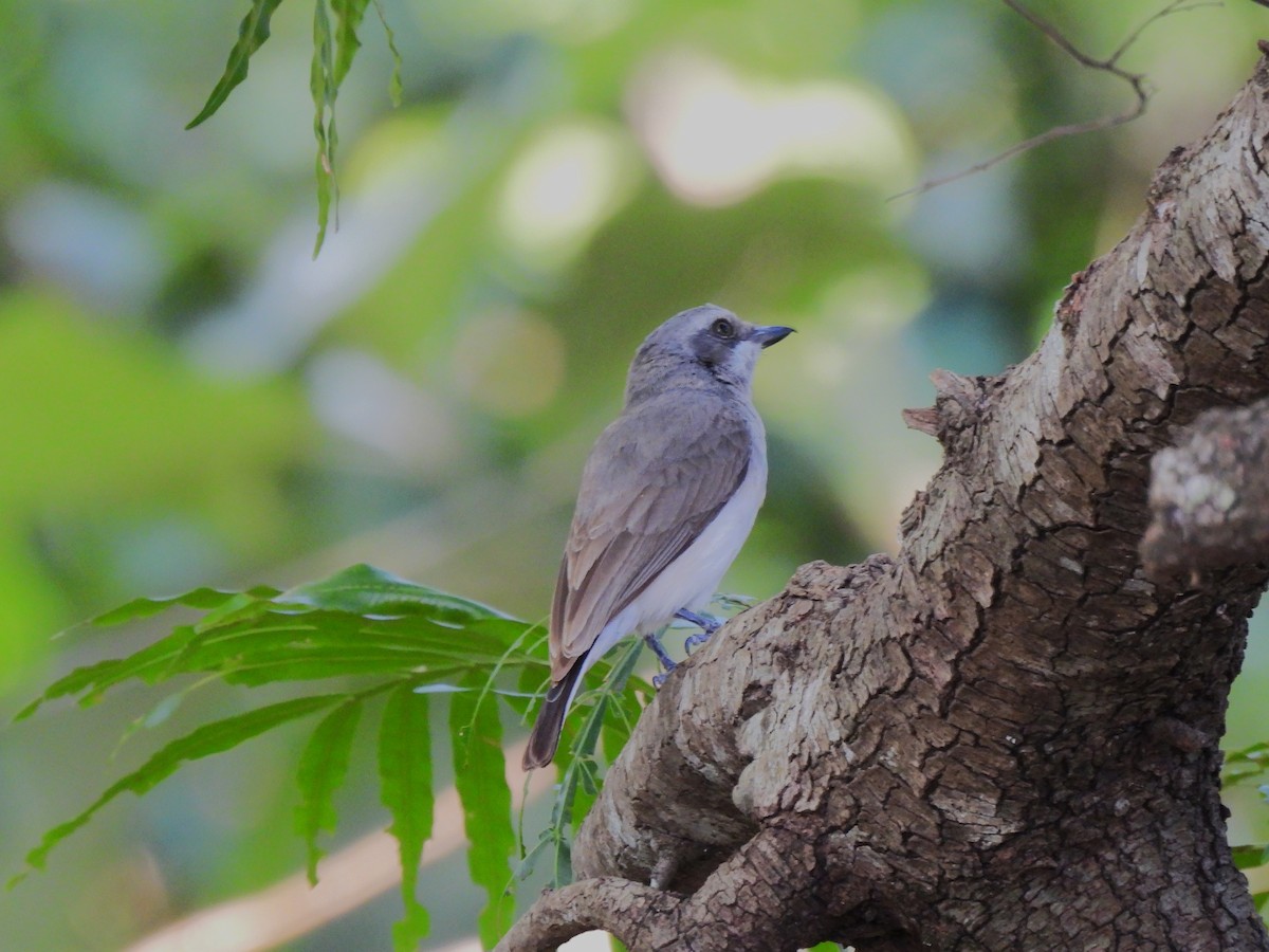 Sri Lanka Woodshrike - ML640861818