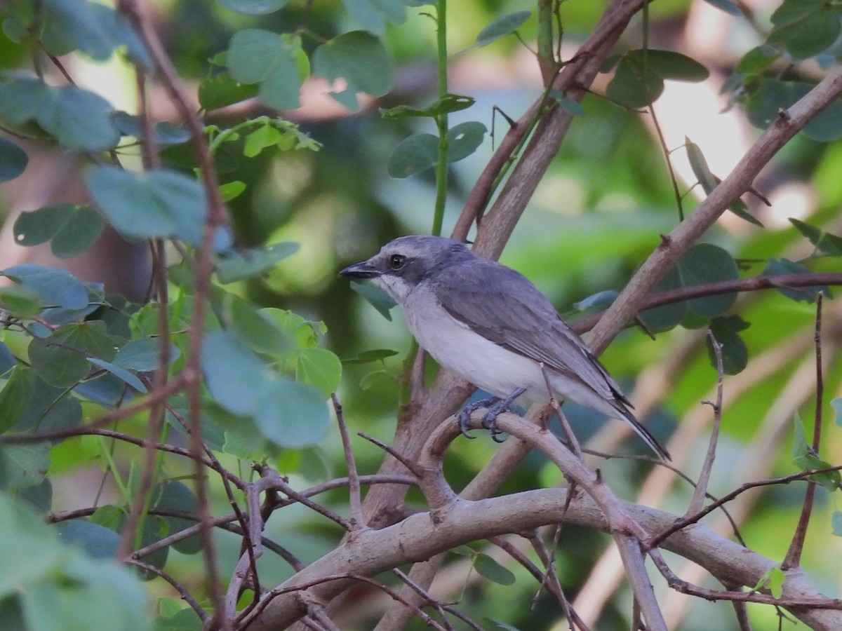 Sri Lanka Woodshrike - ML640861829