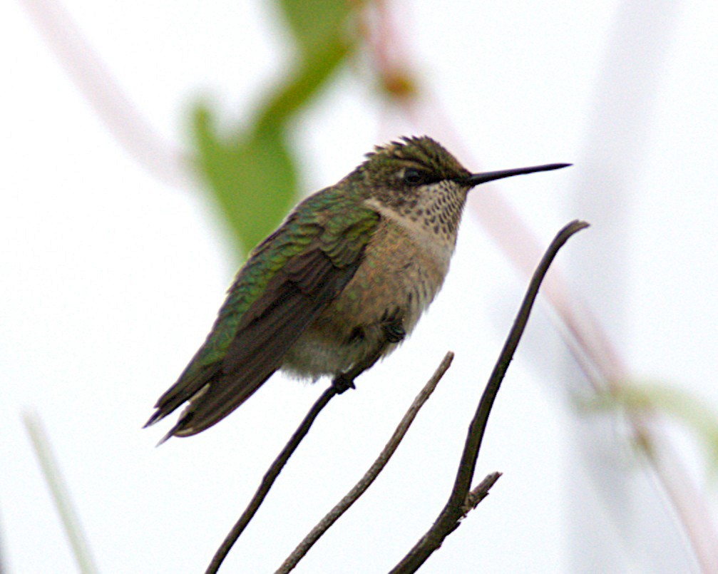 Ruby-throated Hummingbird - ML640861839