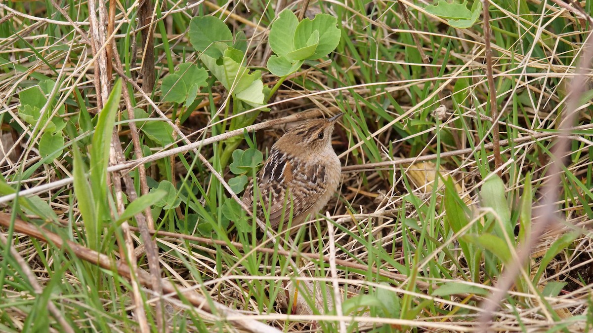 Sedge Wren - ML640861843