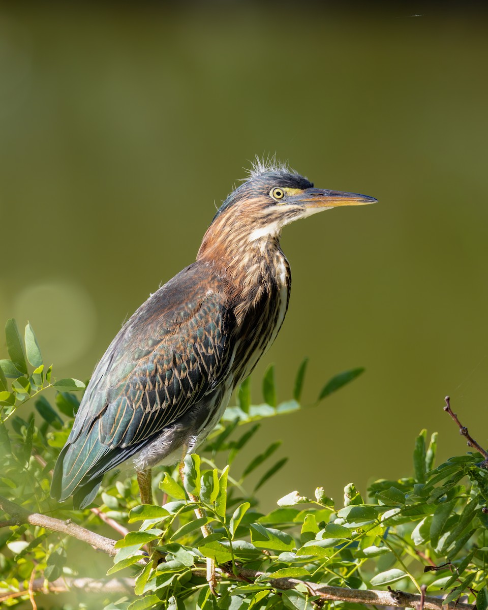 Green Heron - ML640861871