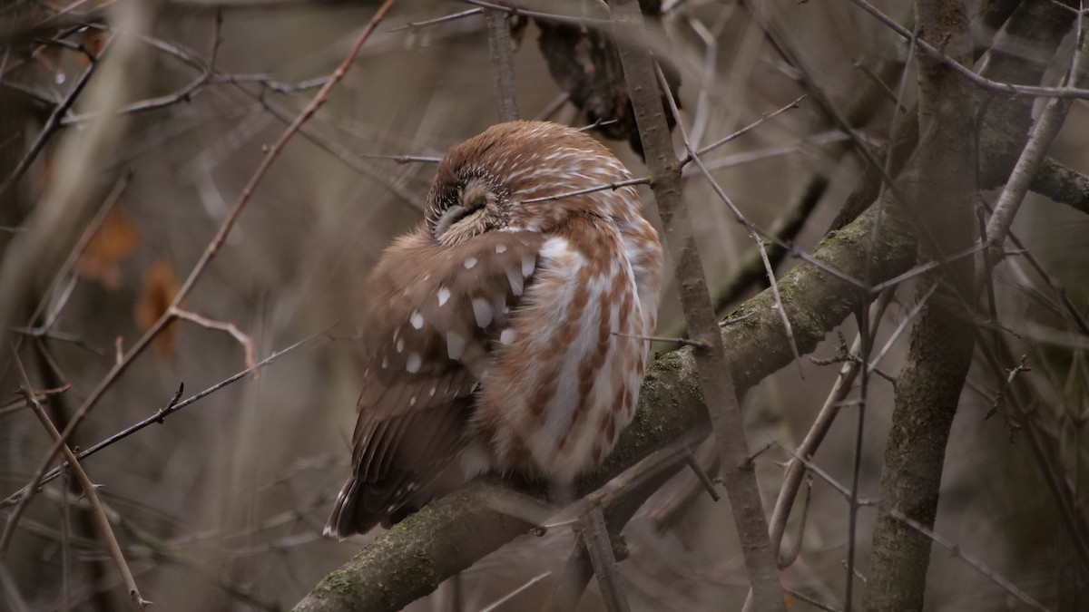 Northern Saw-whet Owl - ML640861872