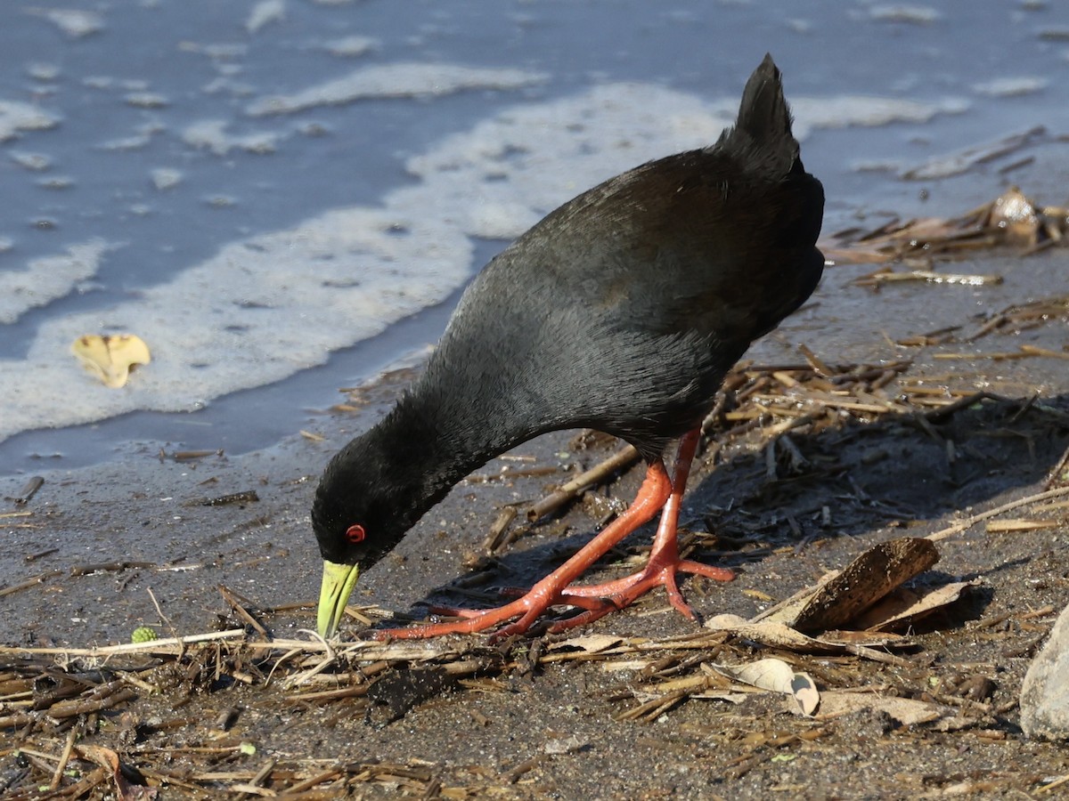 Black Crake - ML640861883