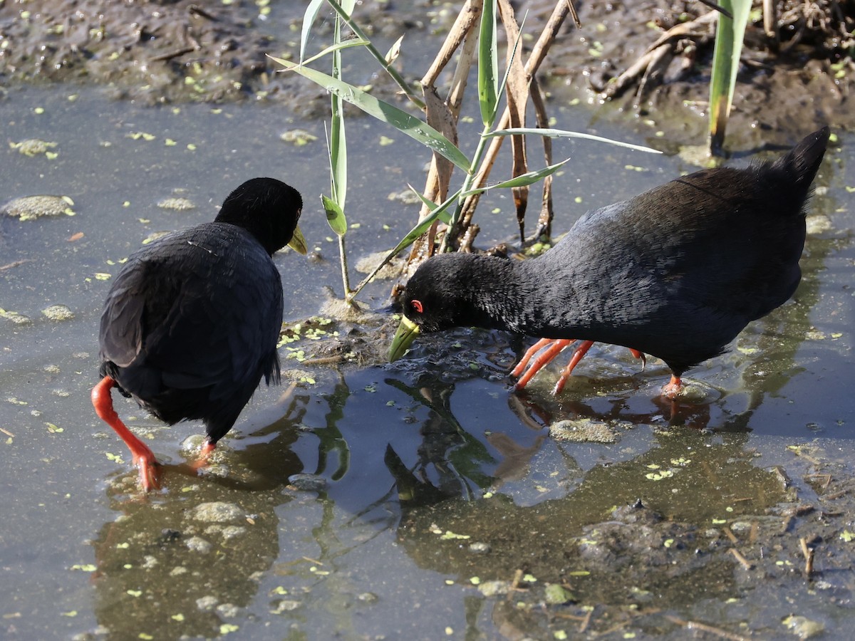 Black Crake - ML640861895