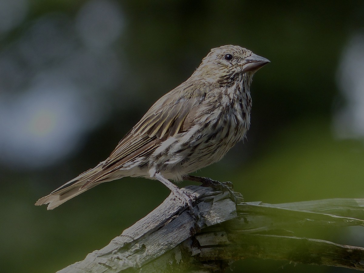 Purple/Cassin's Finch - ML640861941