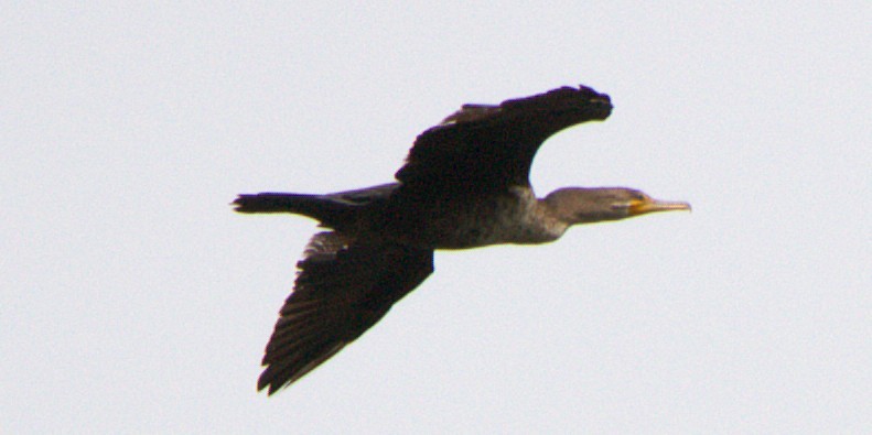Double-crested Cormorant - ML640861944