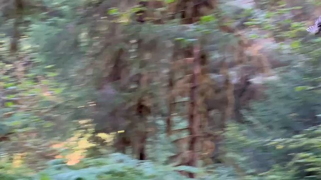Barred Owl - ML640861972