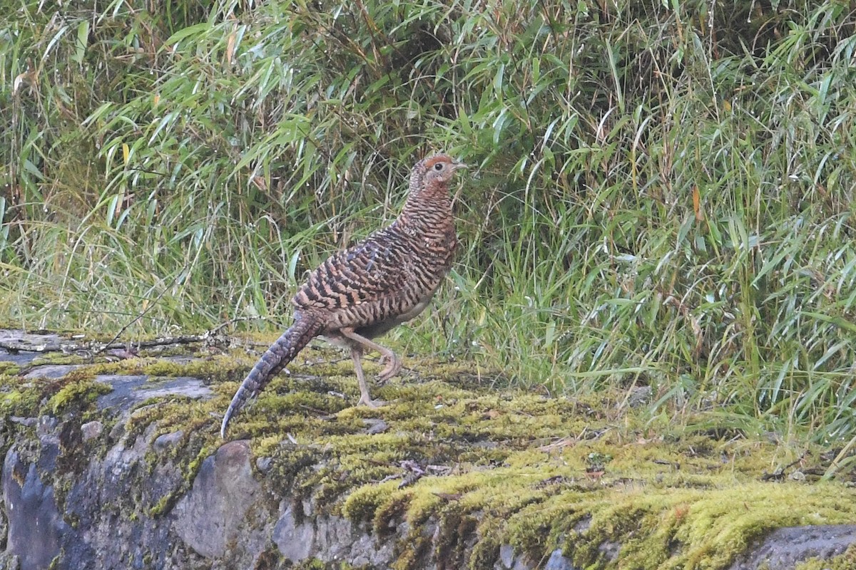 Lady Amherst's Pheasant - ML640861983