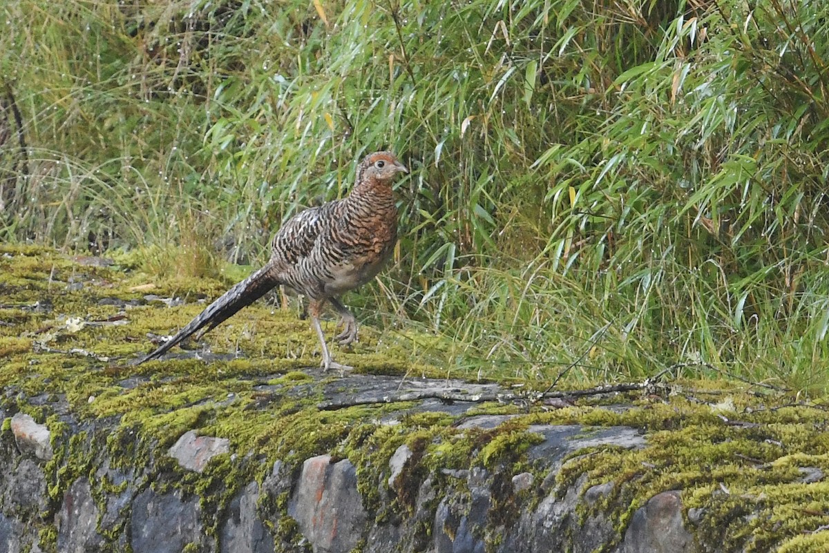 Lady Amherst's Pheasant - ML640861987
