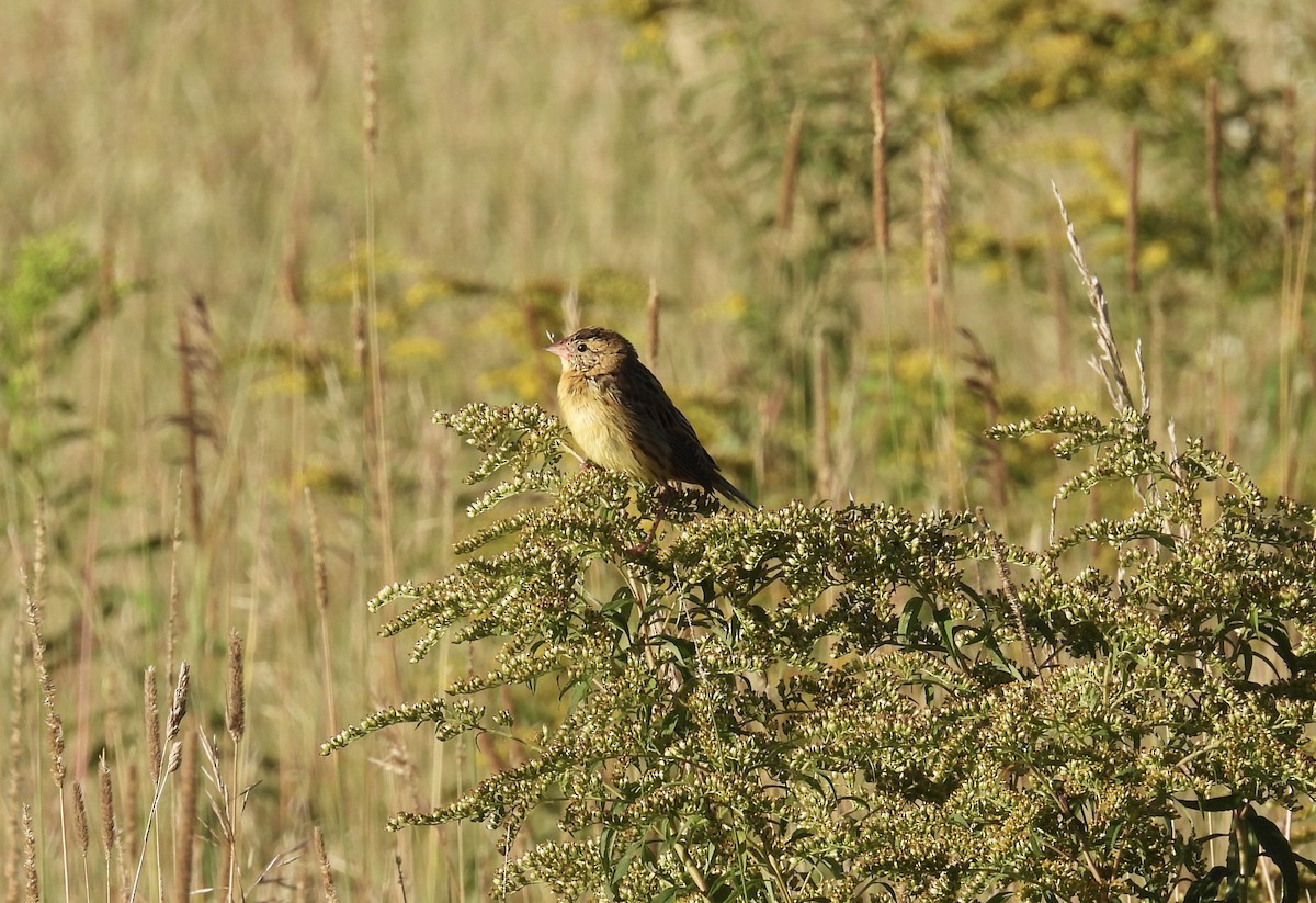 Bobolink - ML640862001