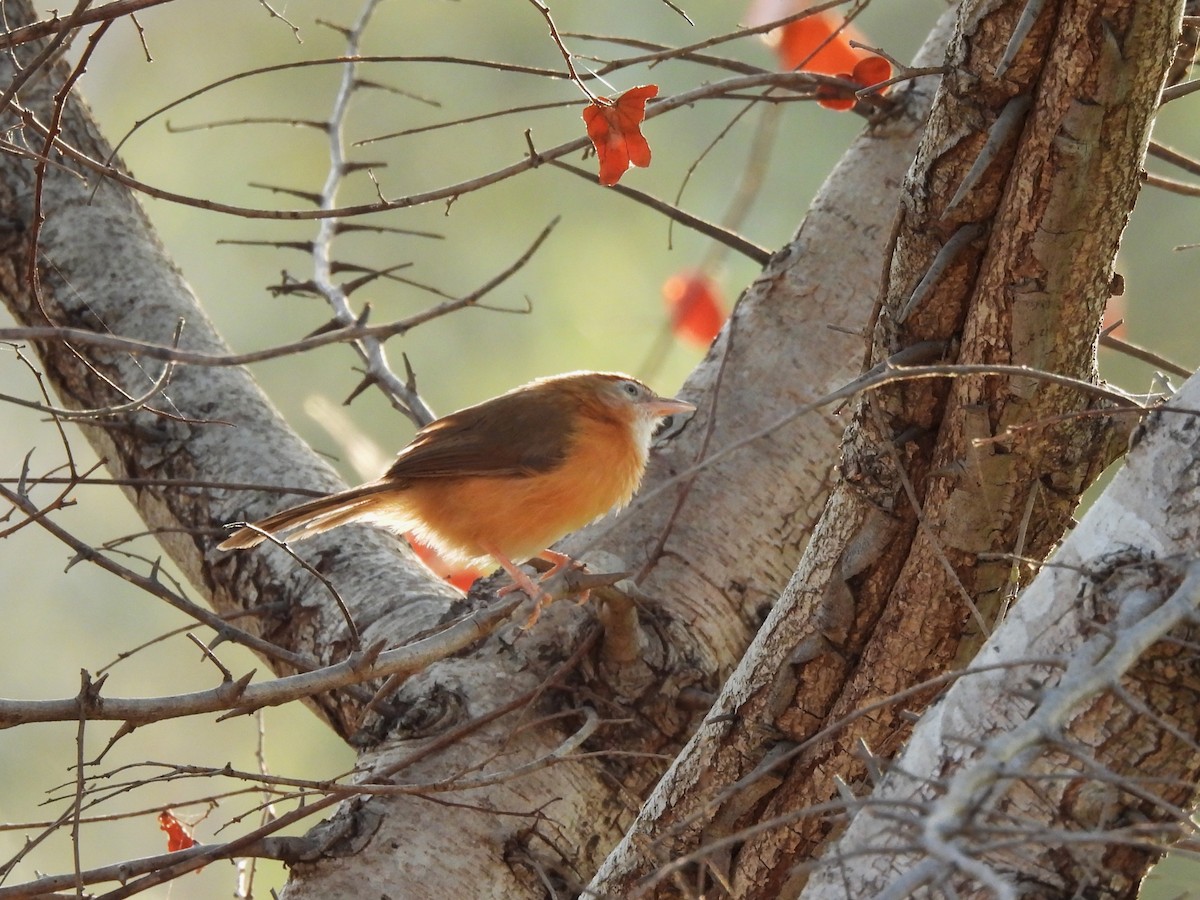 Tawny-bellied Babbler - ML640862048