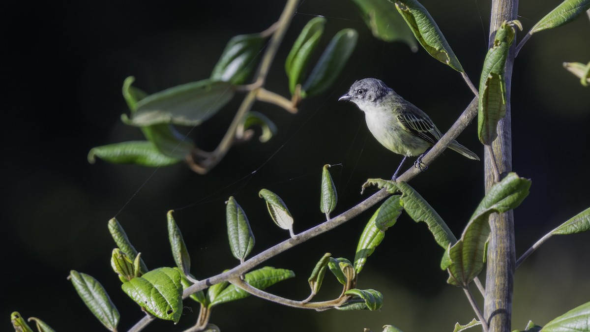 Guianan Tyrannulet - ML640862050