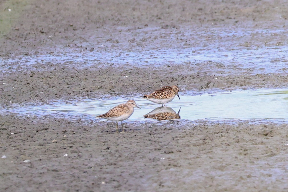 Least Sandpiper - ML640862051