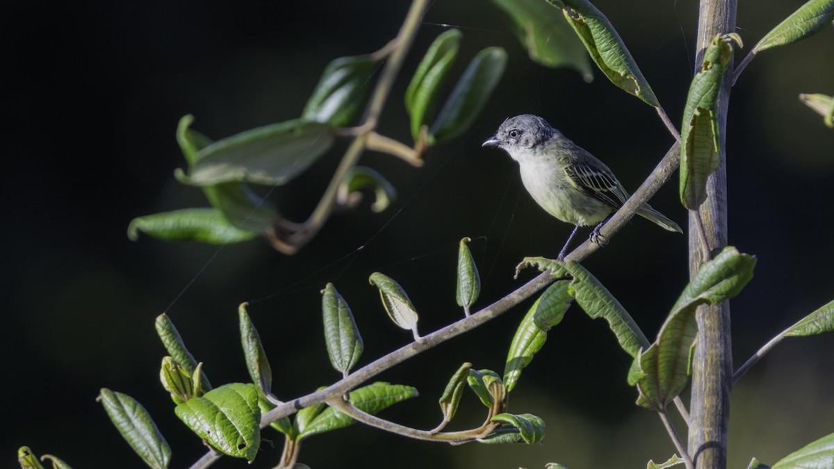Guianan Tyrannulet - ML640862055